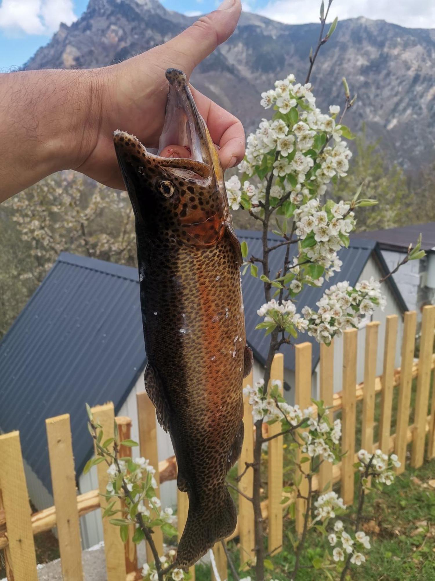 Ethno Cottage Momo Tepca Žabljak Værelse billede